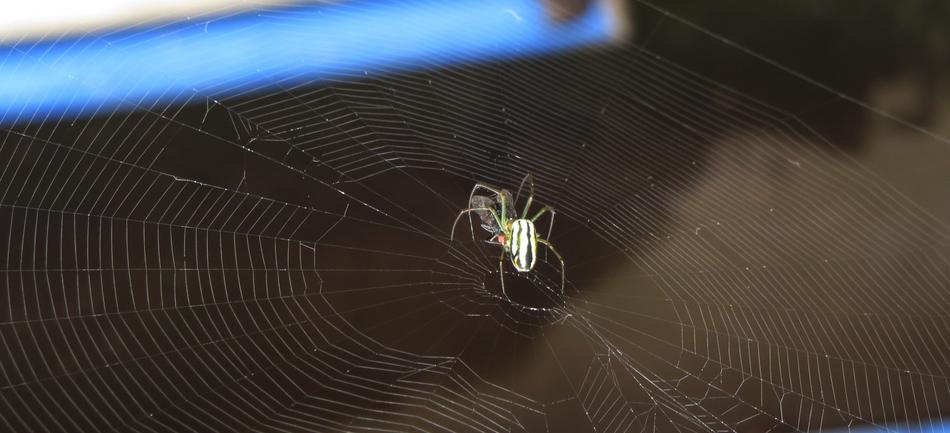 Spider Insect Nature