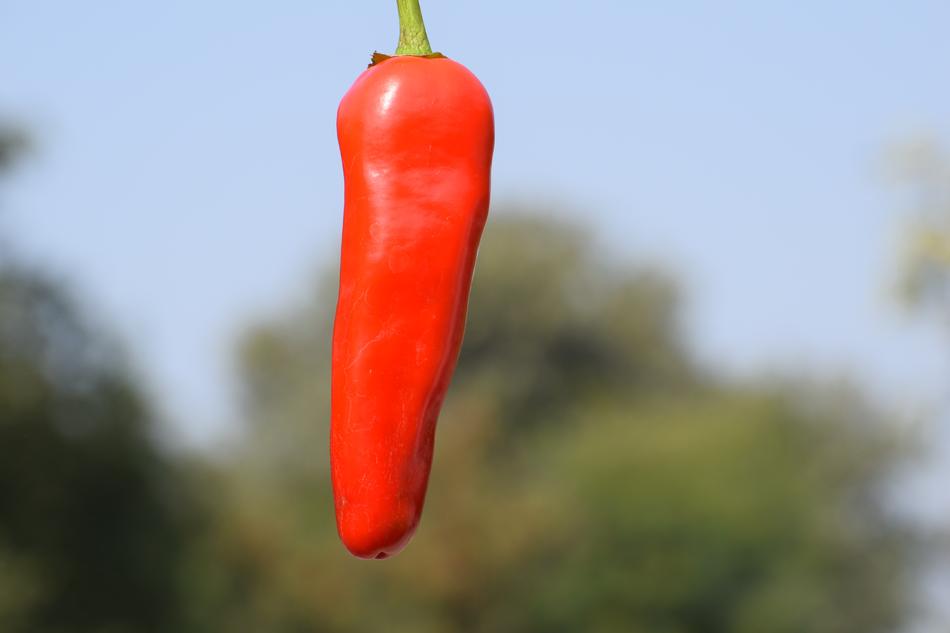 lone hot pepper