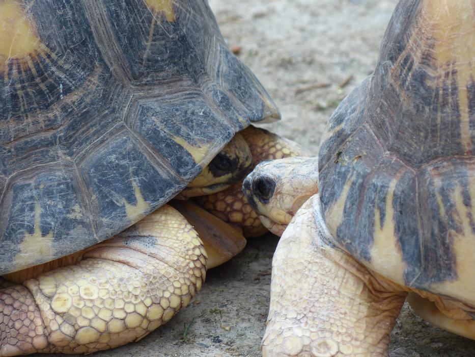 Turtles Kiss macro