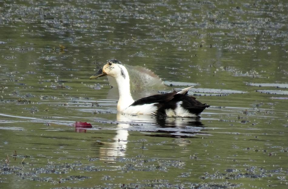 Bird Knob-Billed duck