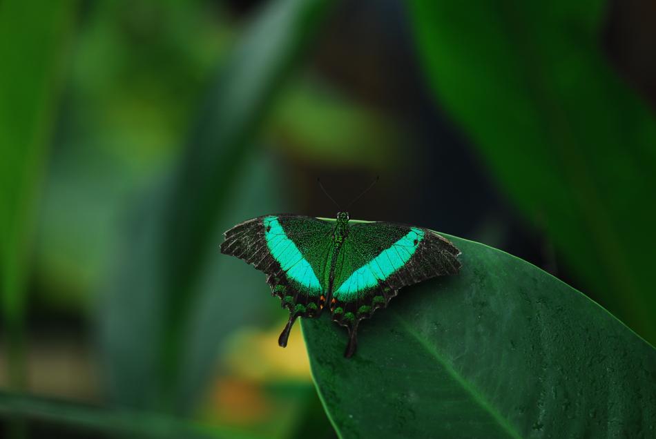 Insect Butterfly Nature