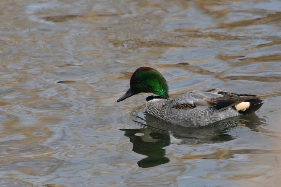 Wild Bird Duck in Waters