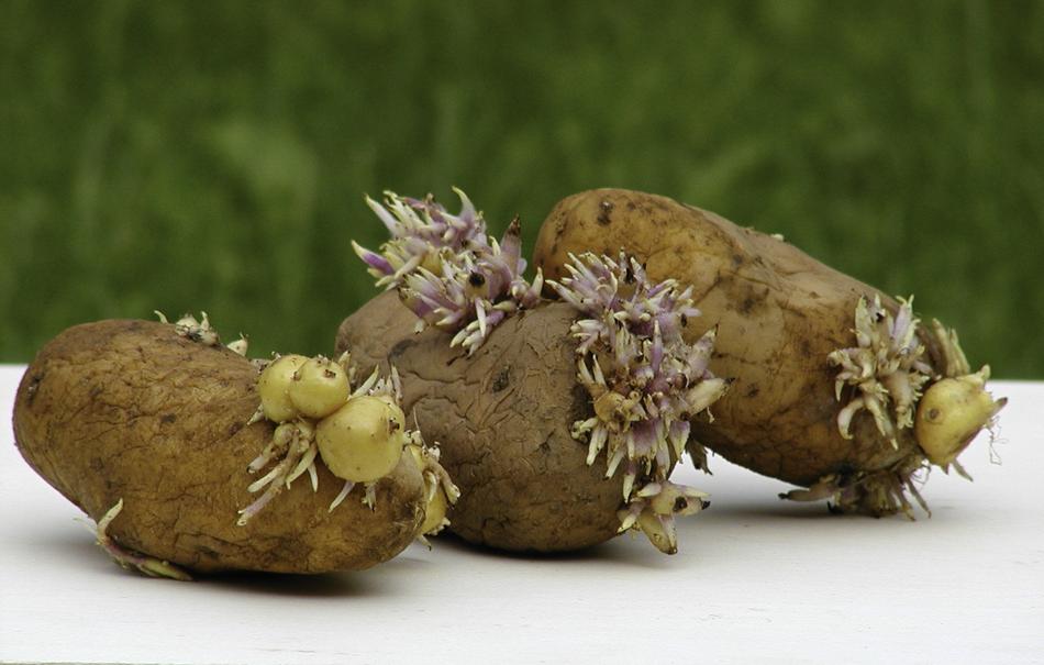 germinated dirty potatoes