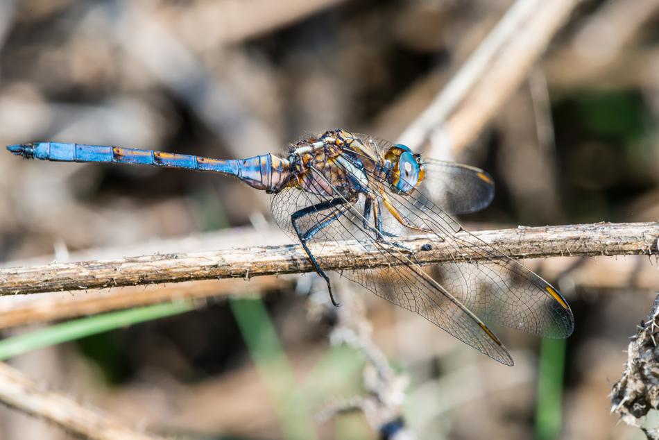 Dragonfly Emperor Macro