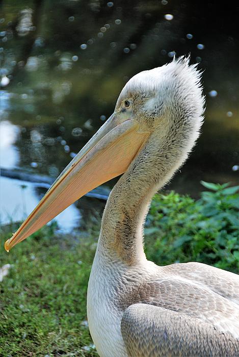 Pelikan Zoo Bill