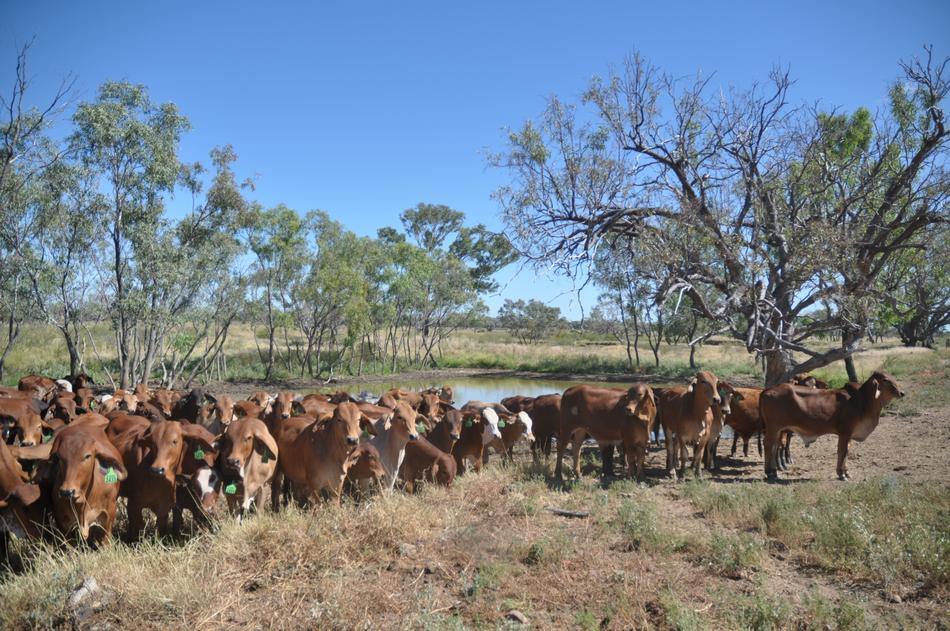 herd of cows in a field walking