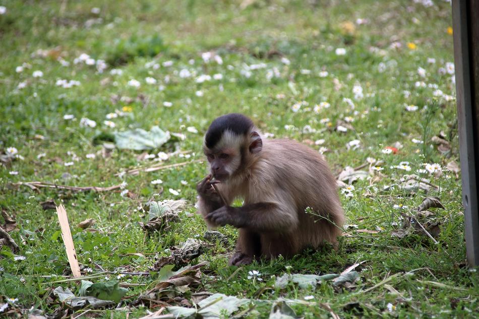 little monkey in the grass