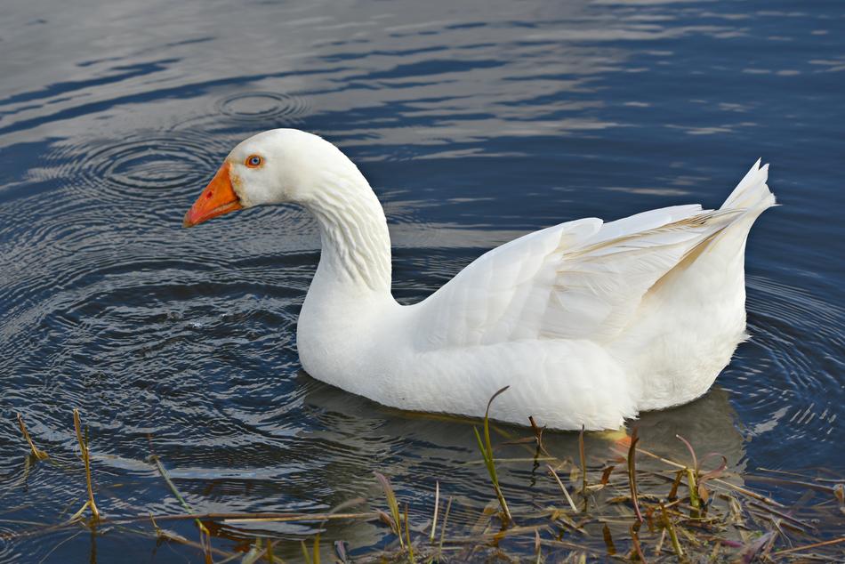 White Goose Water Bird photo