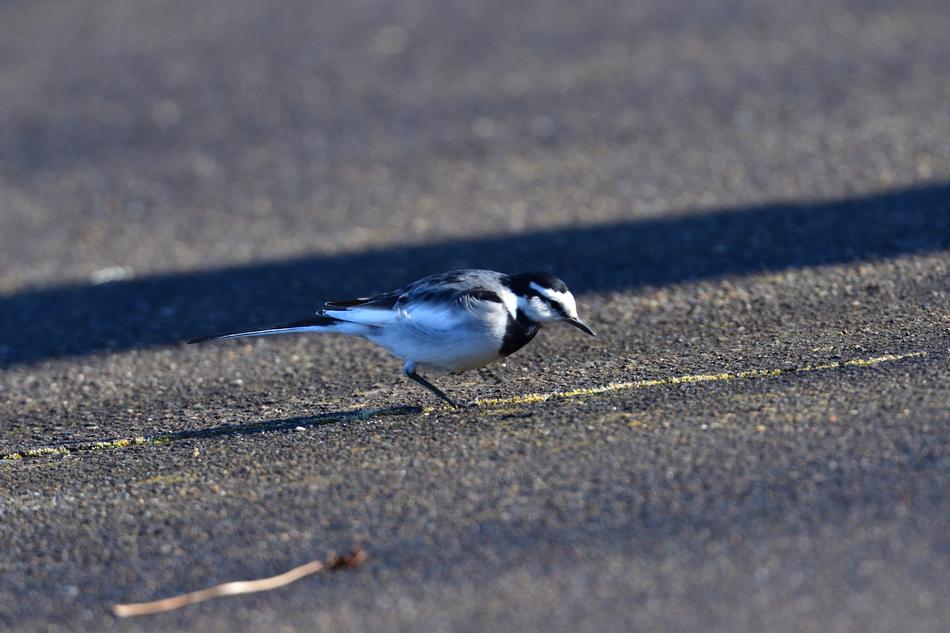 black and white bird on the pavement