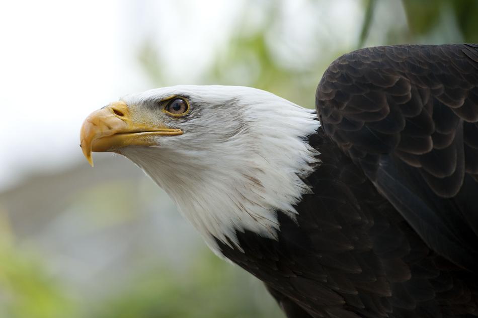 Eagle Bird Raptor