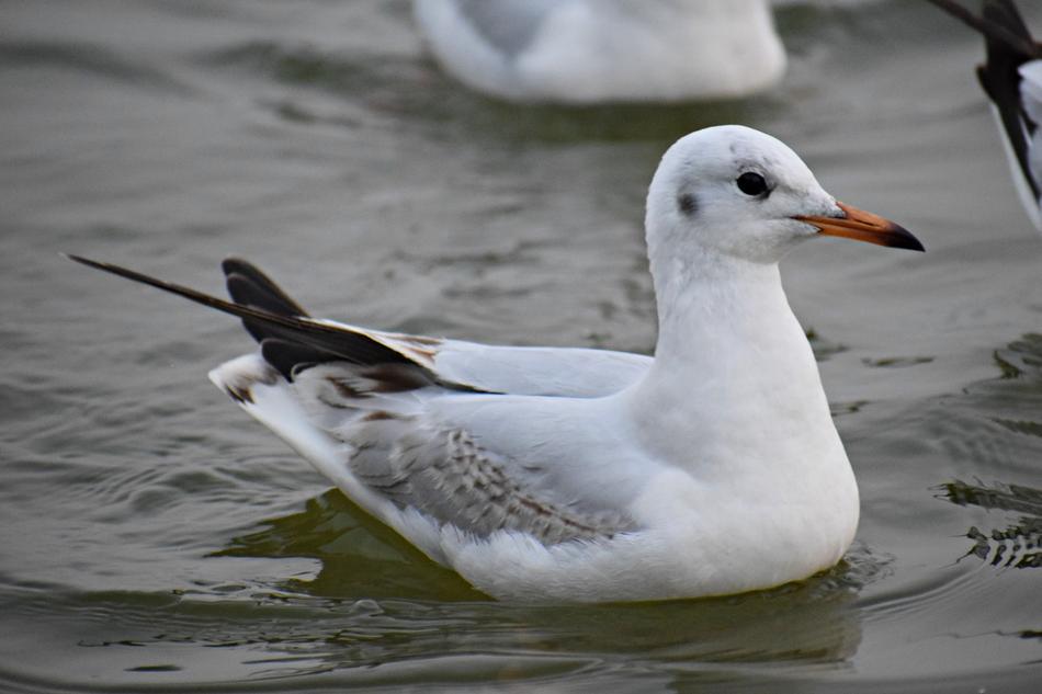 Seagull Bird Nature