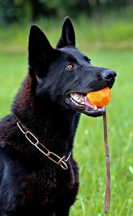 Black German Shepherd Dog Portrait