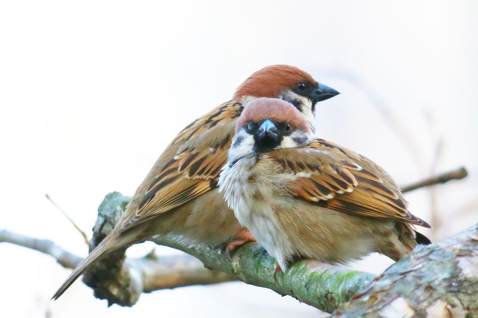 Bird Animal Wildlife