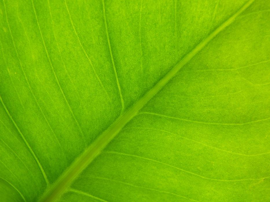 Background Texture Vegetable