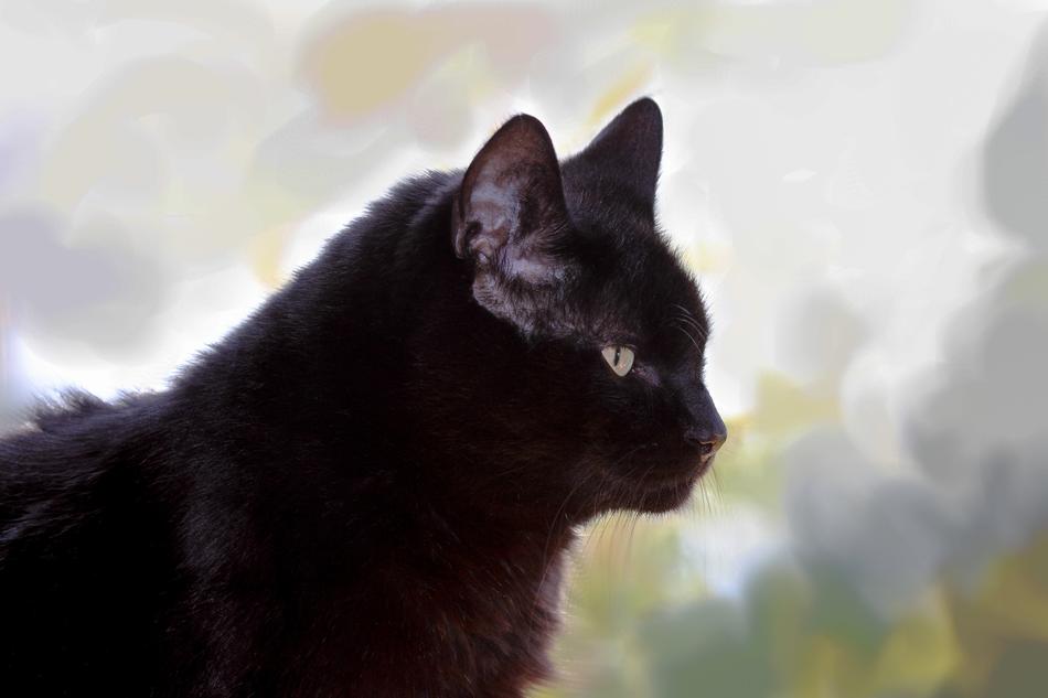 Cat Black Angora