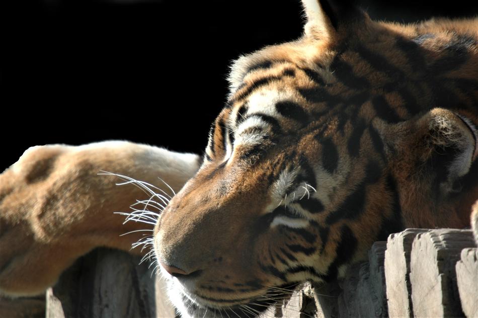 Tiger Animal Predator