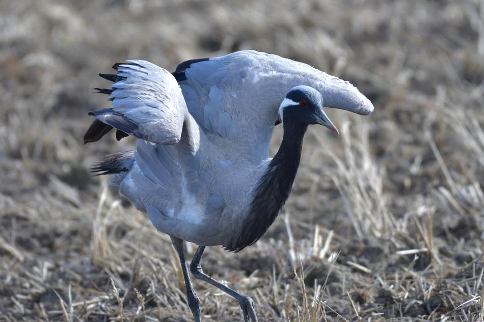 Bird Wild Animals Natural