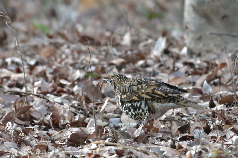Natural Outdoors Wild Bird photo