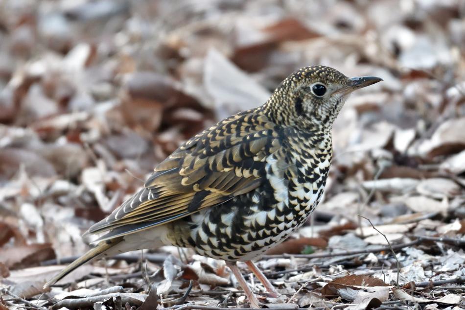 Natural Outdoors Bird Wild