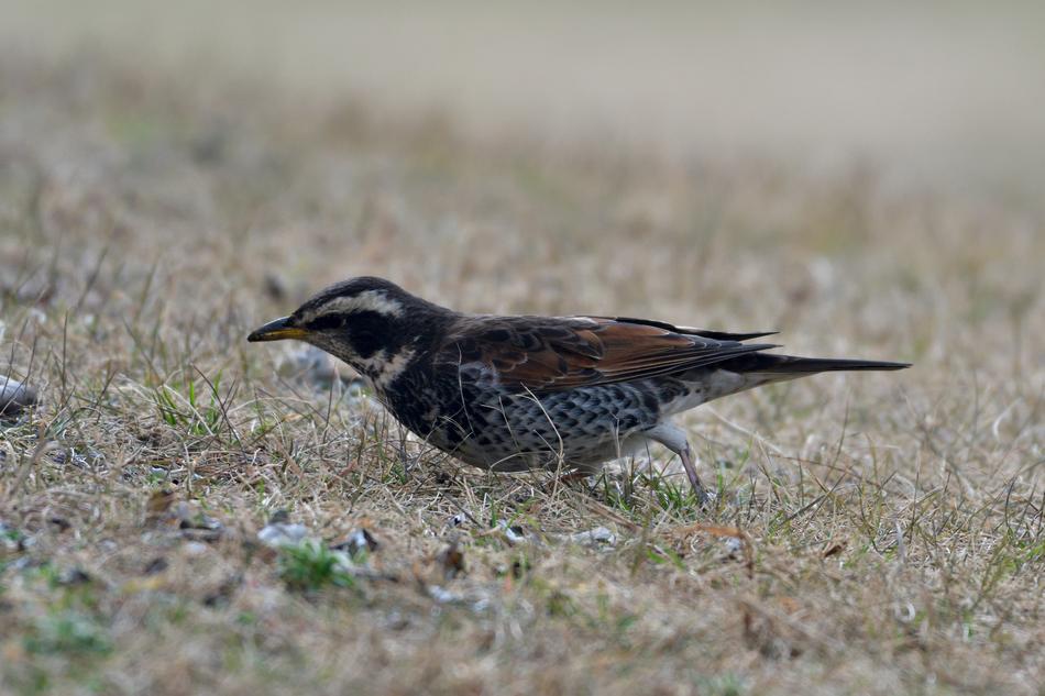 Bird Wild Animals Natural