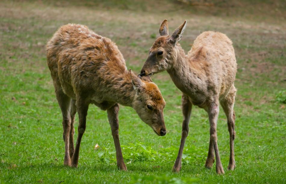 Animal Hirsch Fallow Deer Dybowski