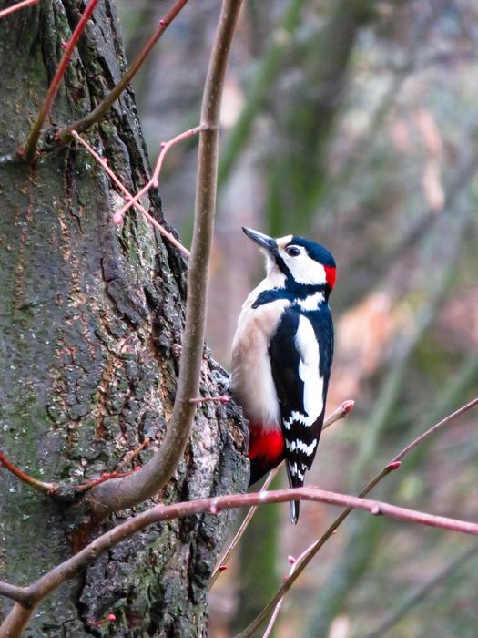 Animals Bird Woodpecker Great