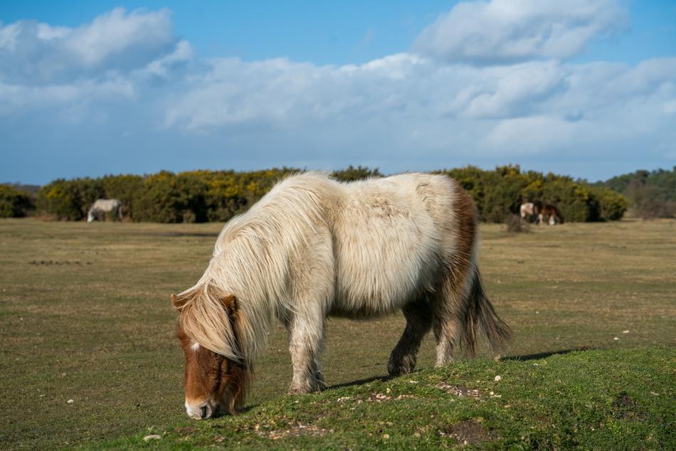 pony on pasture in hampshire
