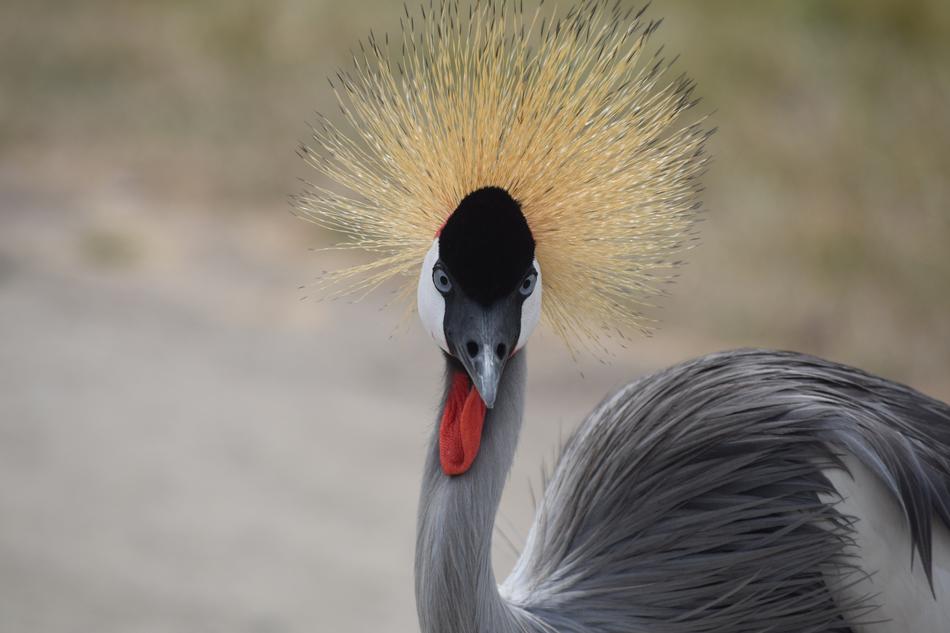 Bird Wildlife Nature