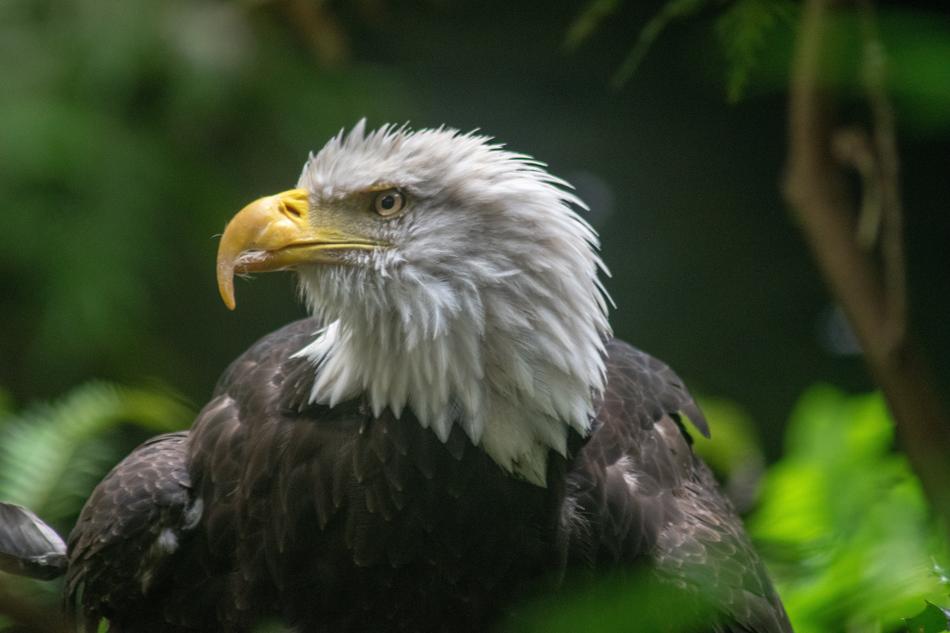 Eagle Usa Oregon