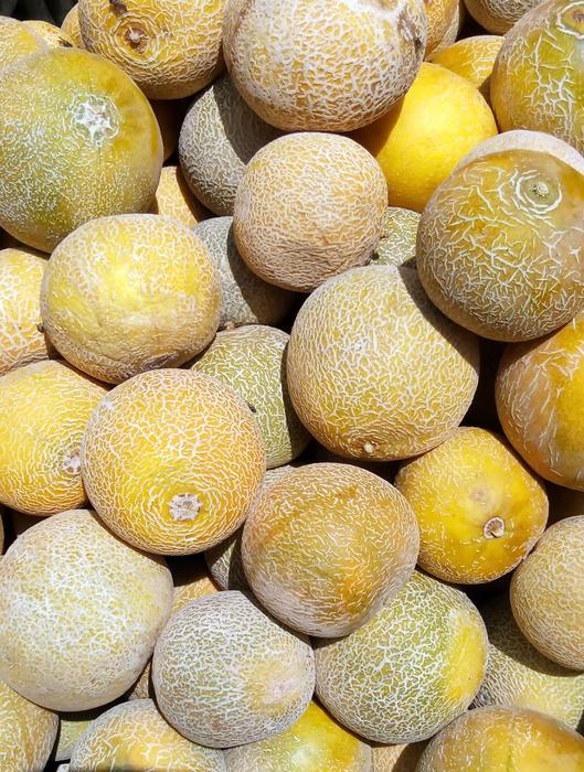 Juicy sweet melon harvest