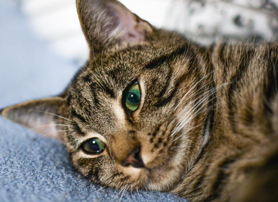 Animal Cat Cute