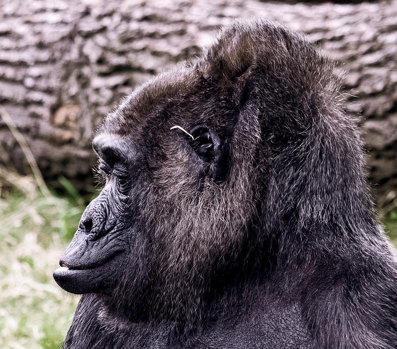 Gorilla Mammal Animal