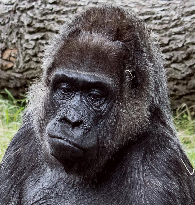 Gorilla Mammal Animal