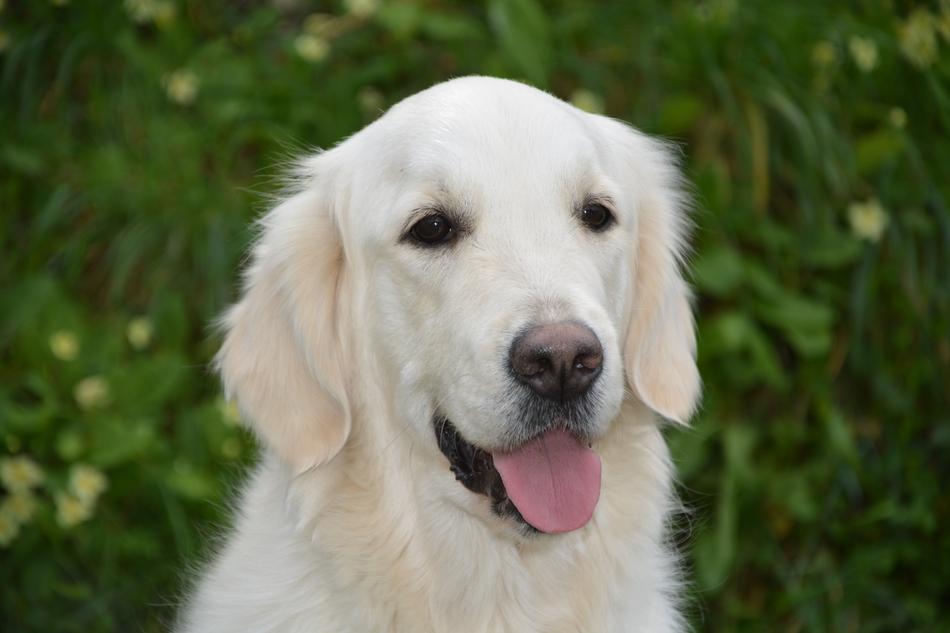 Dog Bitch Mollie Golden Retriever
