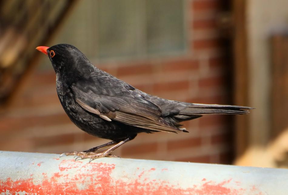 Bird Animal World Nature