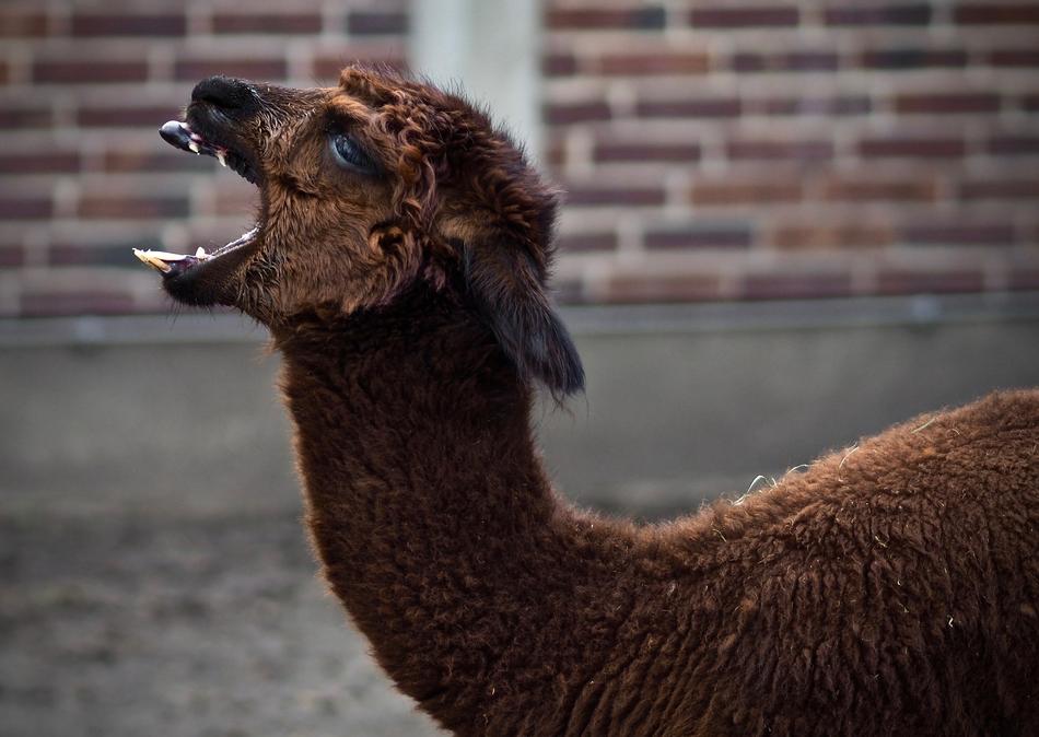 Mammal Animal World