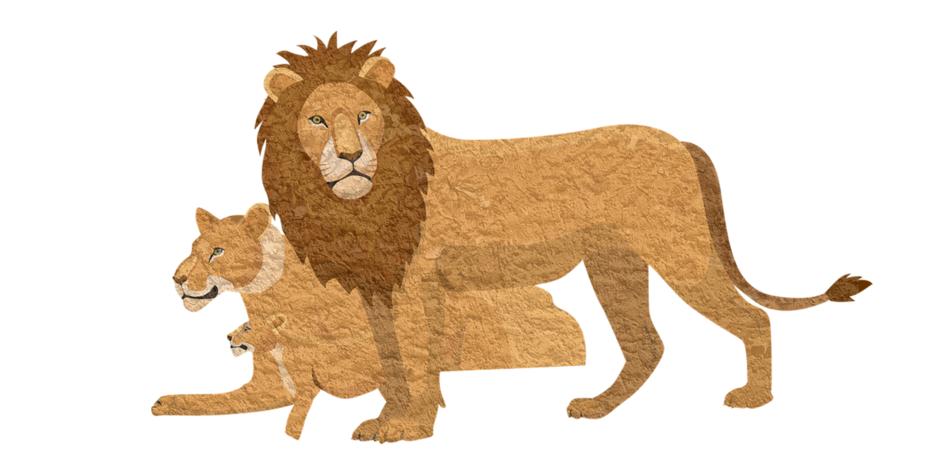 lion pixabay animal lioness