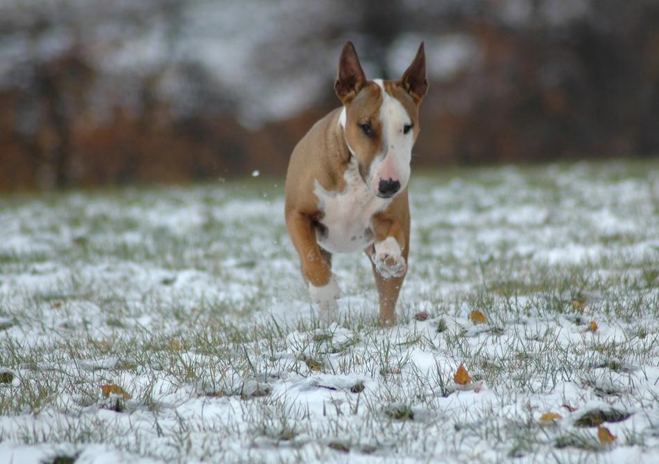 dog in winter time