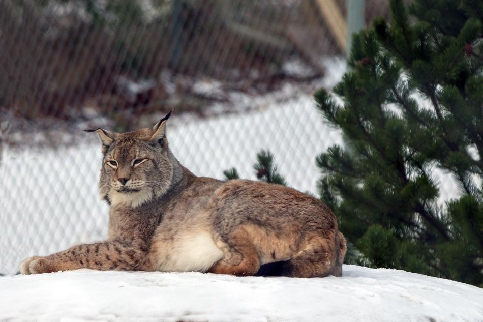 beautiful lynx in the snow