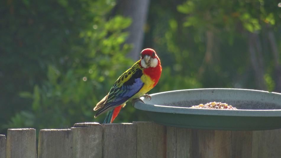 Bird Nature Outdoors