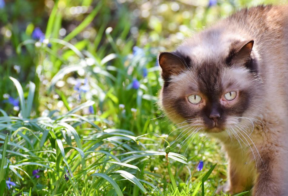 domestic cat walking in the garden