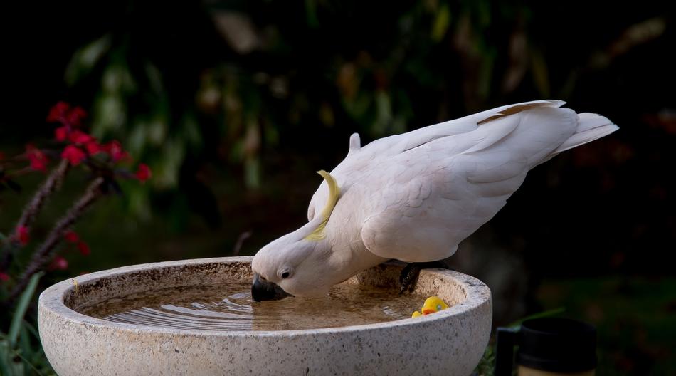 Sulphur Crested Cockatoo Parrot