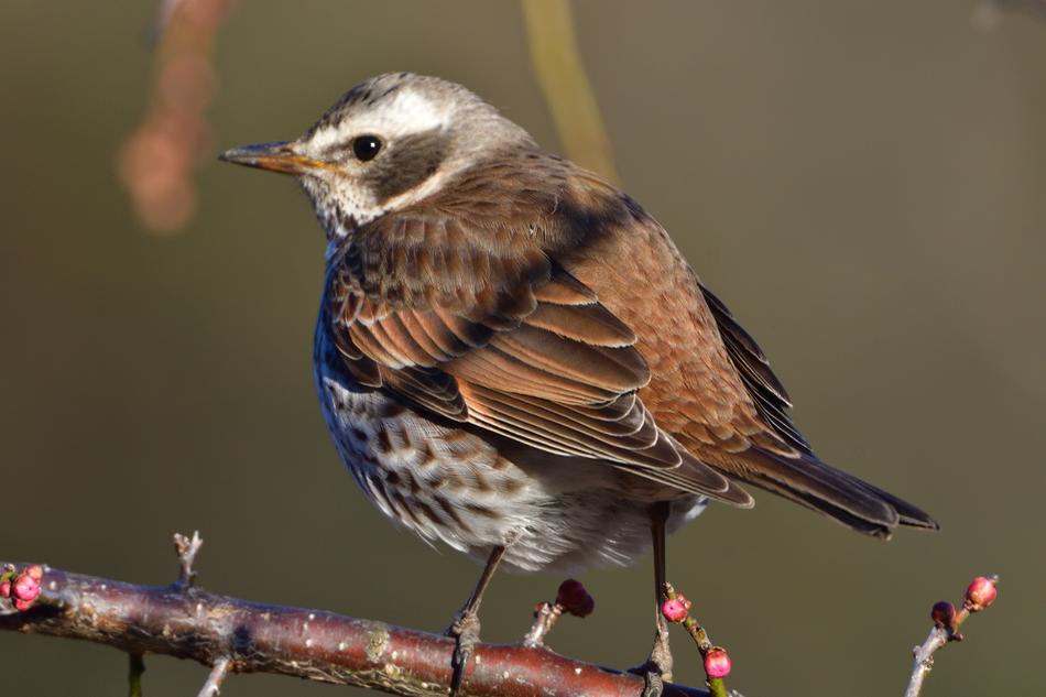 Wild Animals Bird Natural