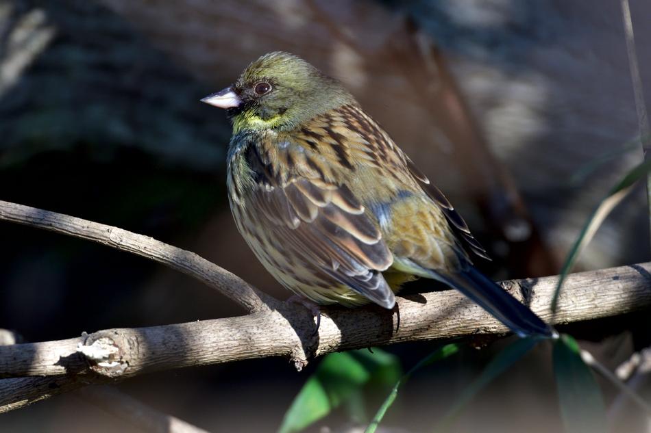 Bird Natural Wild Animals