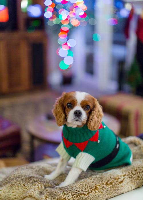 Cavalier King Charles Spaniel
