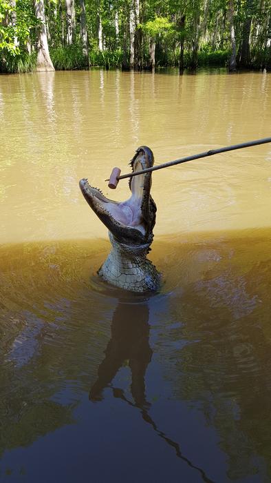 Swamp Tour Eat New