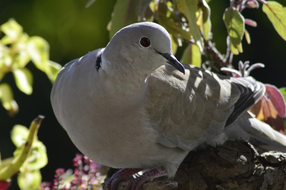 Bird Nature Animal World