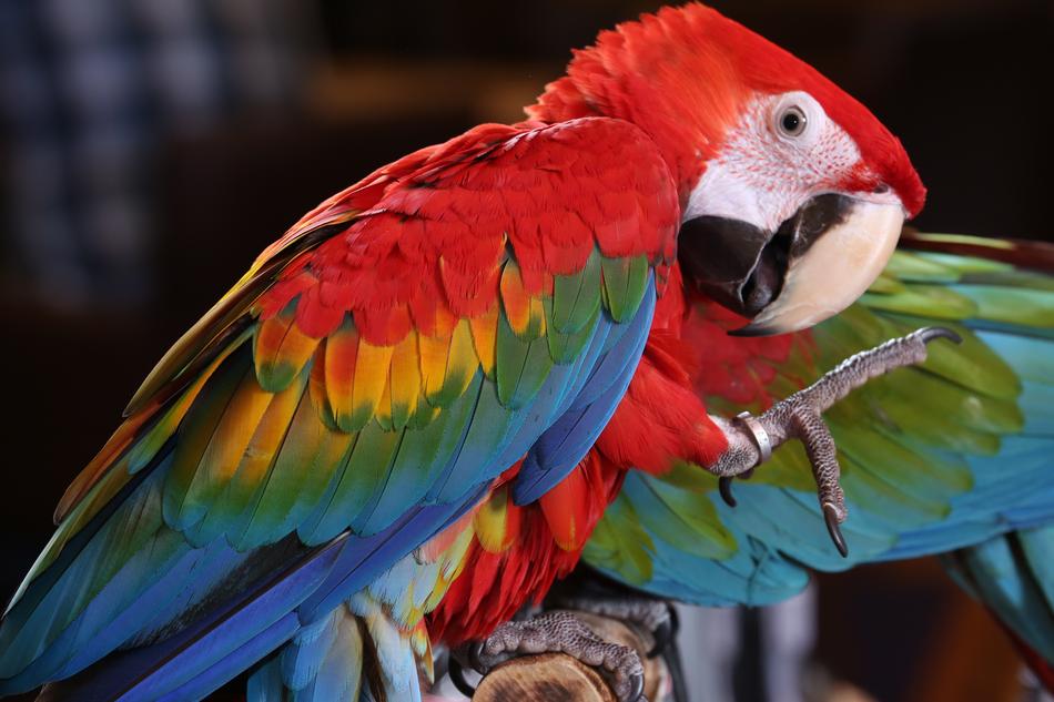 Scarlet Macaw Tropical Bird