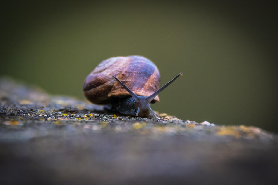 Invertebrate Insect Animalia