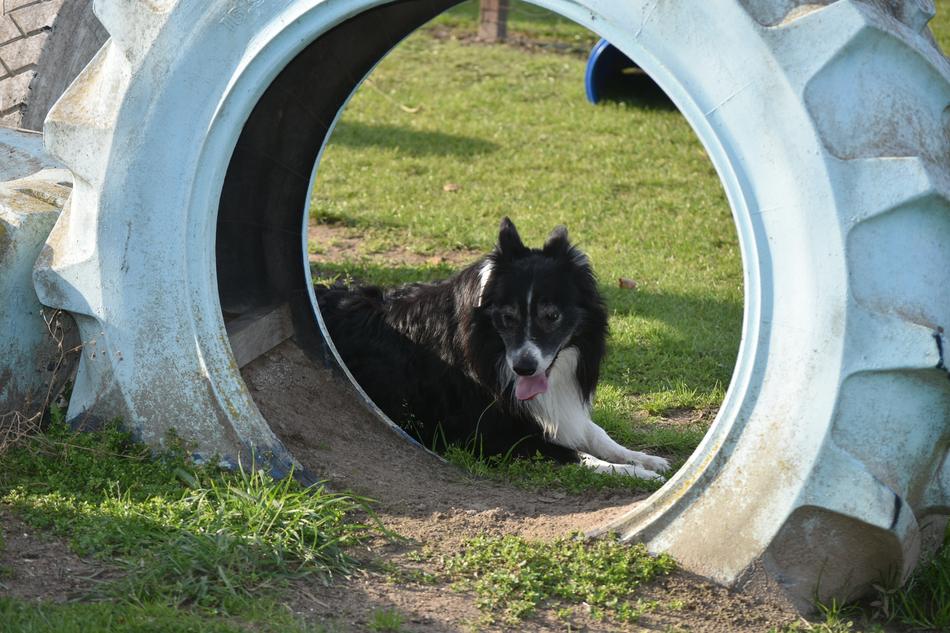 Band Dog Dogs